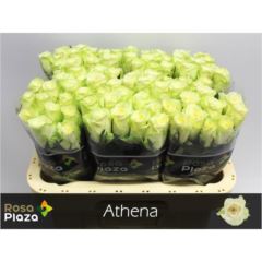 Rs gr Athena