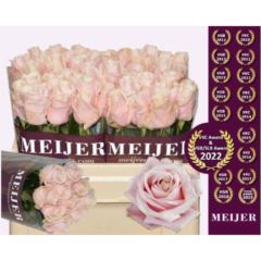 Rs gr Sweet Avalanche