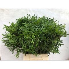 Pistacia sp. blad p.Tak