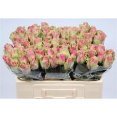 Rs gr Belle Rose
