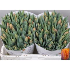 Tu enk Prinses Irene